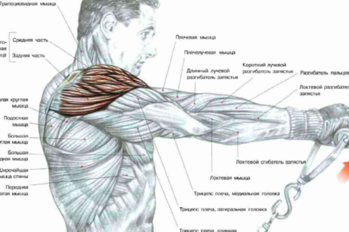 Вправи для м'язів спини: качаємо ромбовидні і косі м'язи
