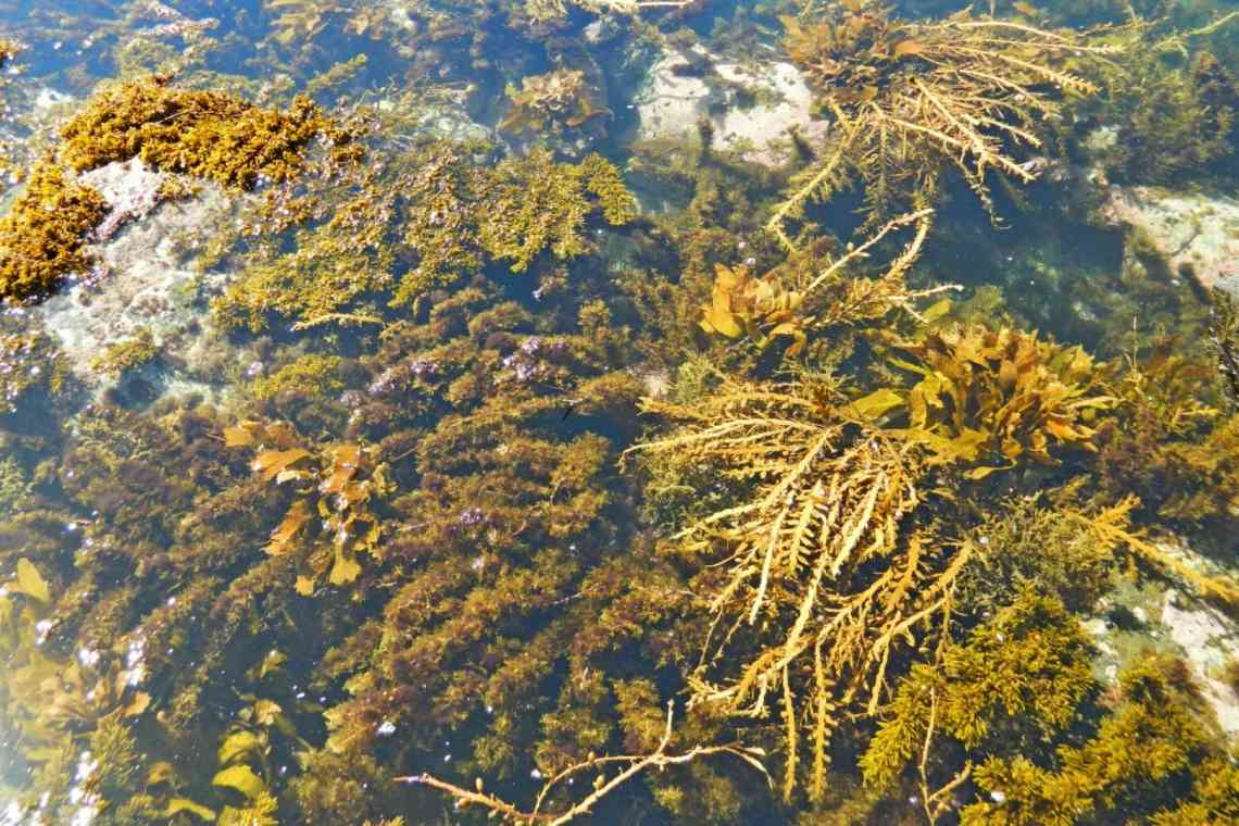 Користь бурих морських водоростей для нашого організму