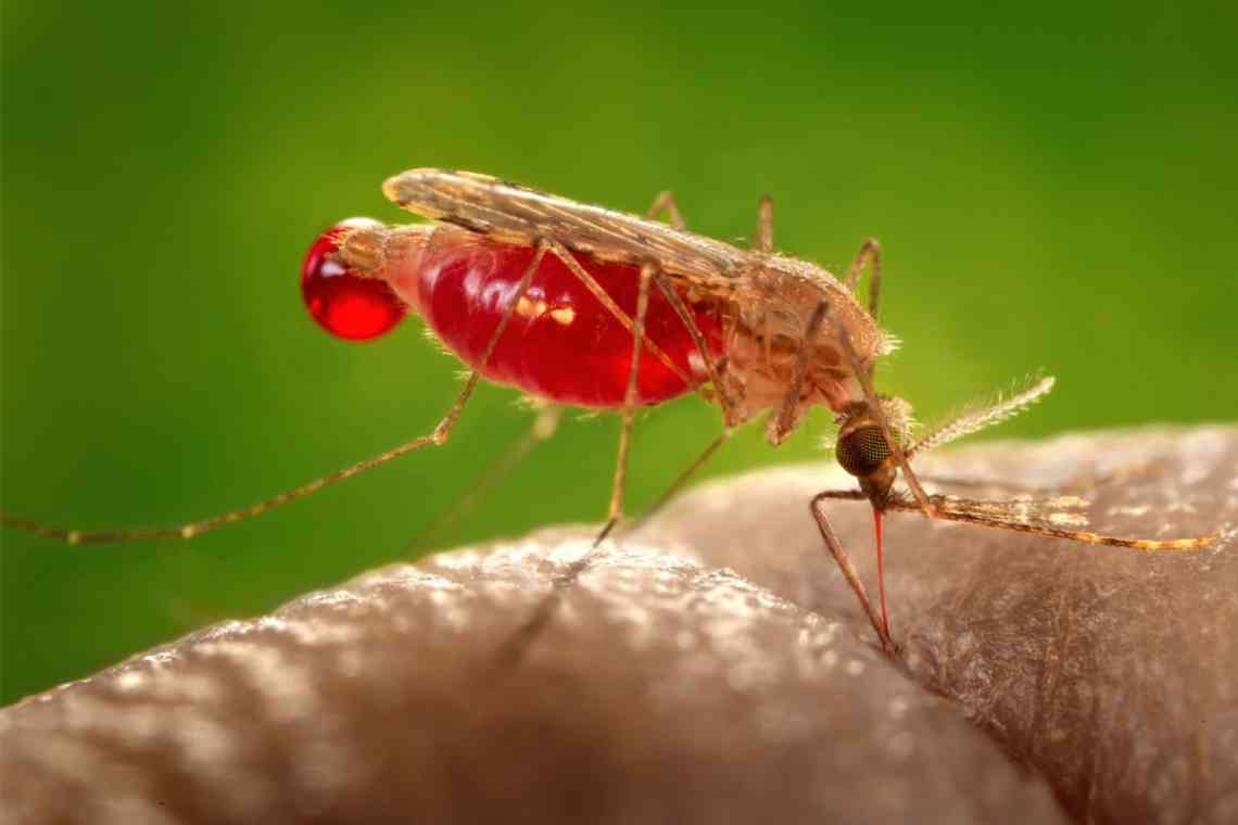 Малярія - що це?