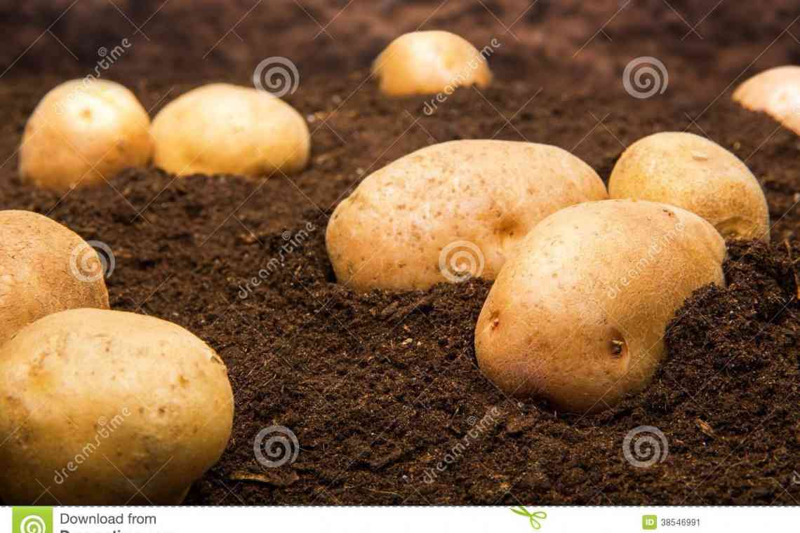 Як посадити картоплю