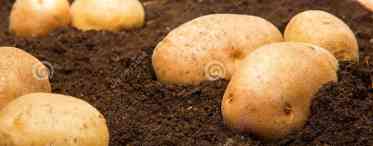 Як посадити картоплю