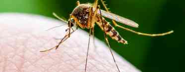 Які рослини допоможуть відлякати комарів?