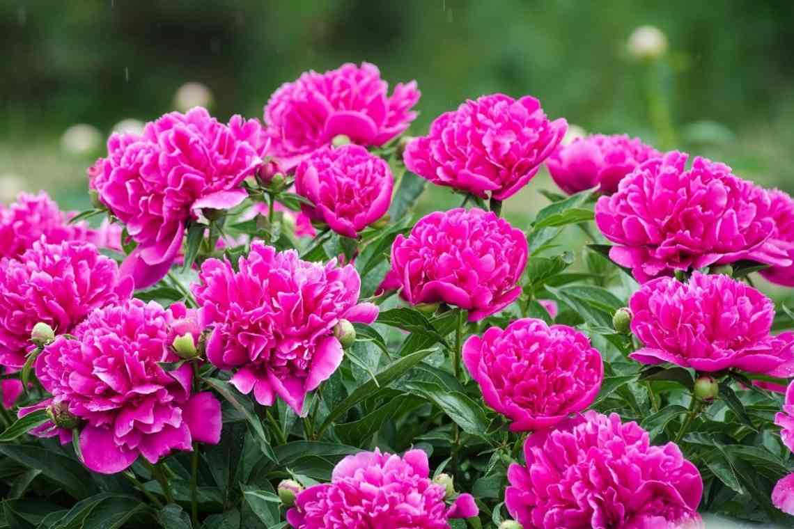 5 порад для пишного цвітіння піонів