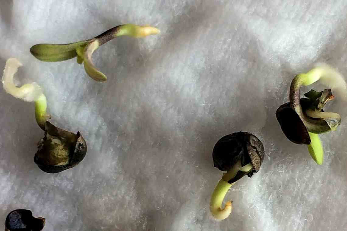 Як прискорити проростання насіння?
