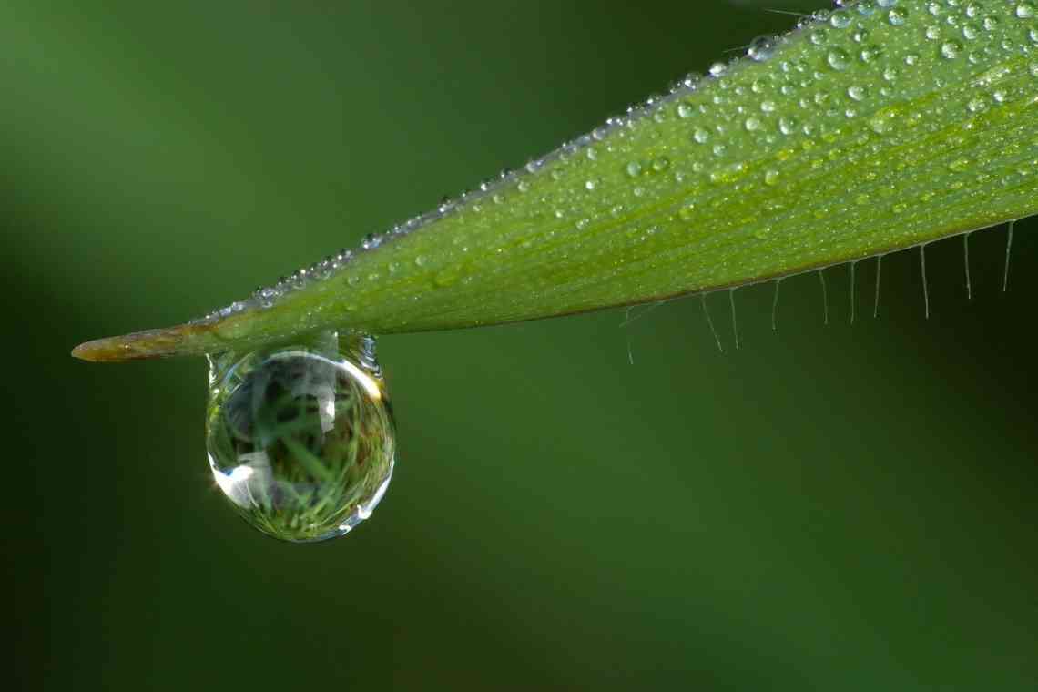 Як захистити рослини від затяжних дощів