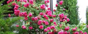 Розанний пиляр - ворог чудових троянд