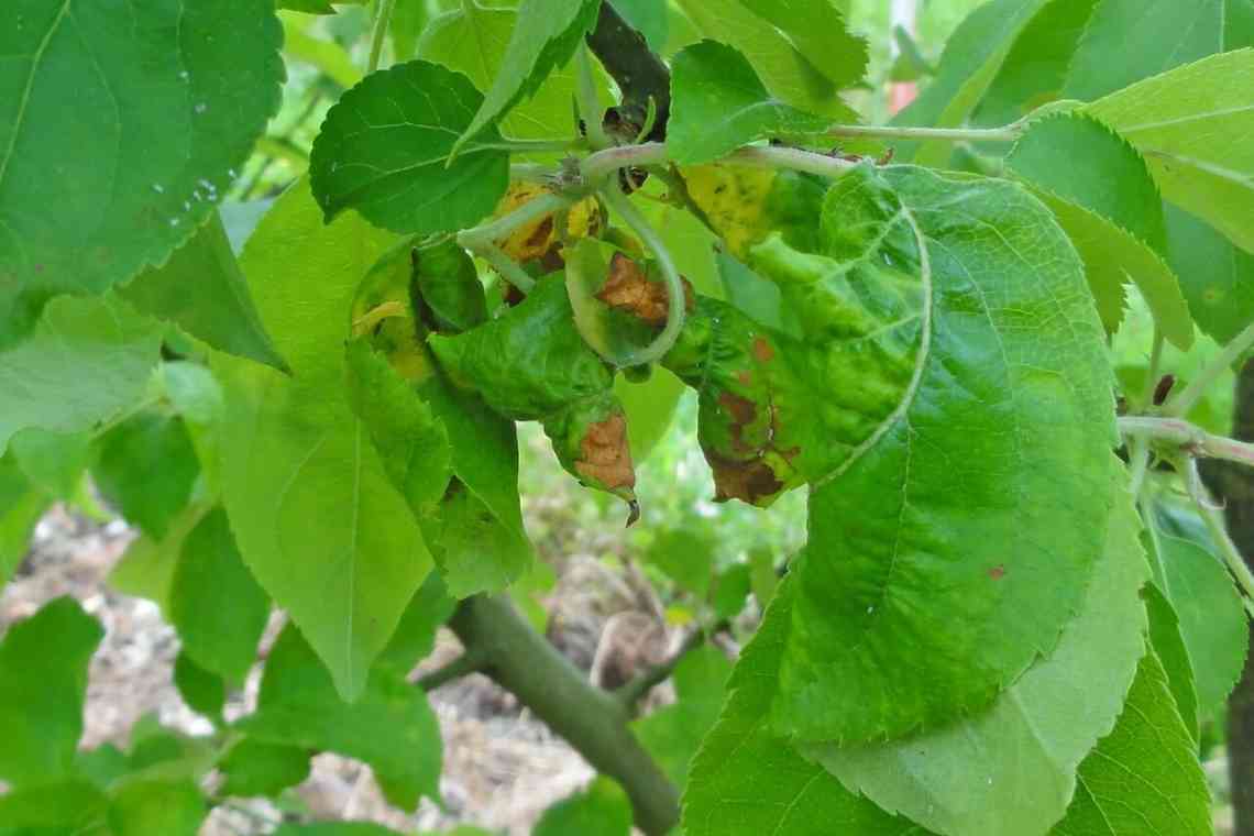 Шкідлива зелена яблунна тля