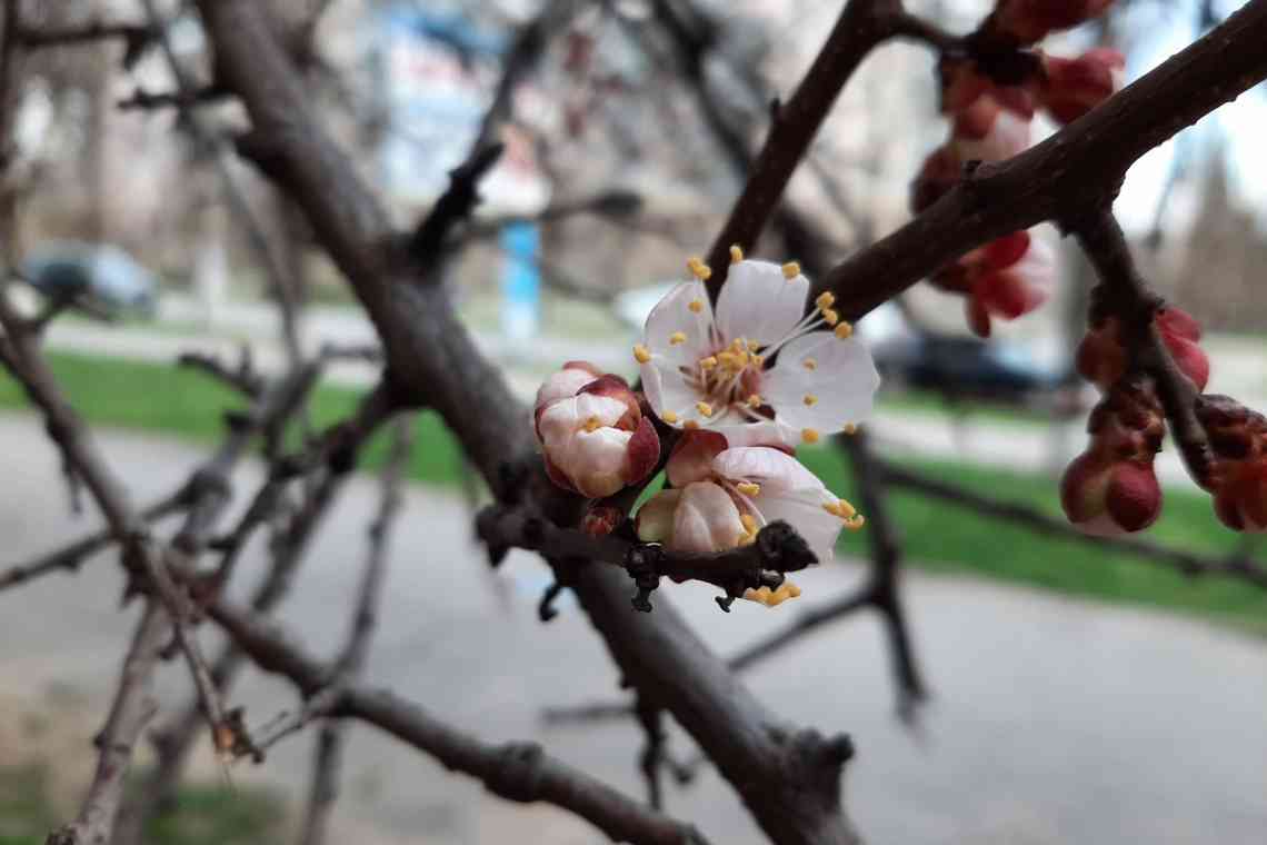 Чим підгодувати плодові культури по весні?