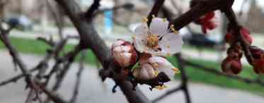Чим підгодувати плодові культури по весні?