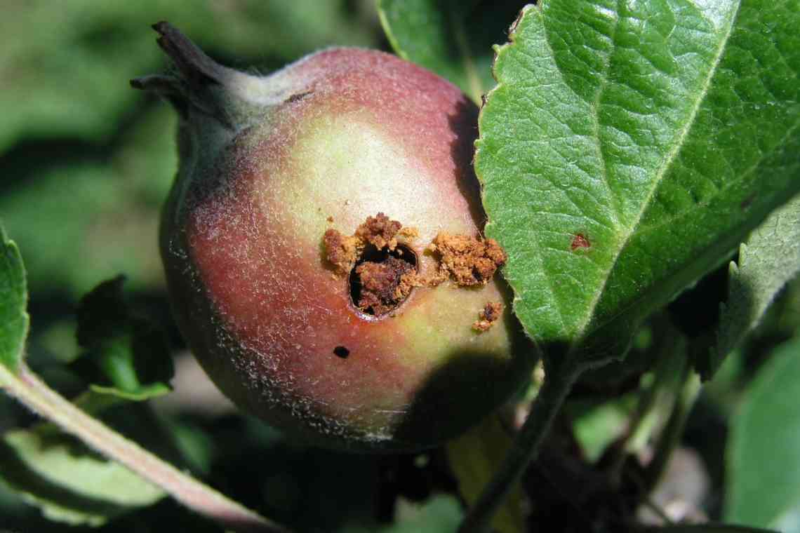 Яблуневий плодовий пиляр