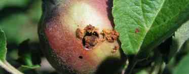 Яблуневий плодовий пиляр