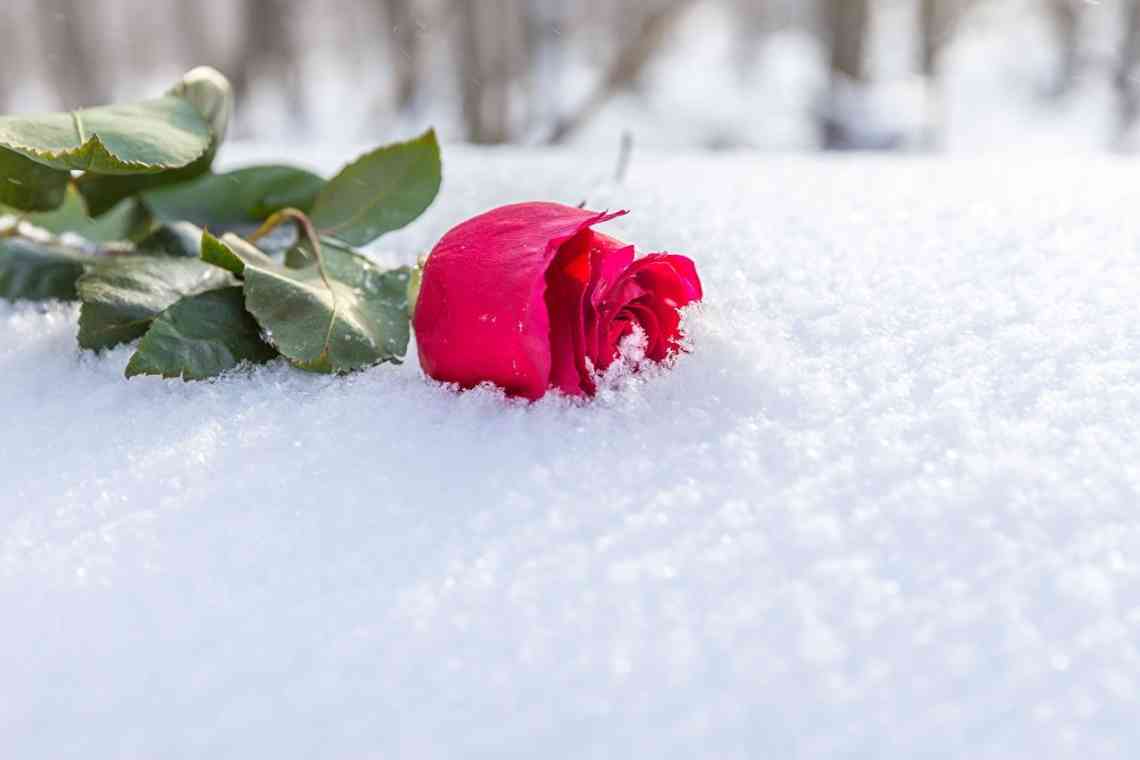 Зимова квітка Любитель