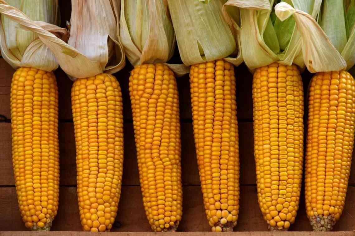 Як правильно зберігати кукурудзу