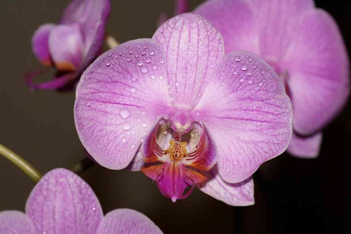 Дивовижні орхідеї