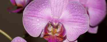Дивовижні орхідеї