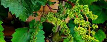 ЦіссусЦиссус - це рослина, близька за спорідненістю до виноградної культури. У народі його навіть вважають кімнатним виноградом. У нього існує приблизно три сотні видів або навіть більше. У дикій природі ростуть такі рослини в тропіках. Така квітка отрима