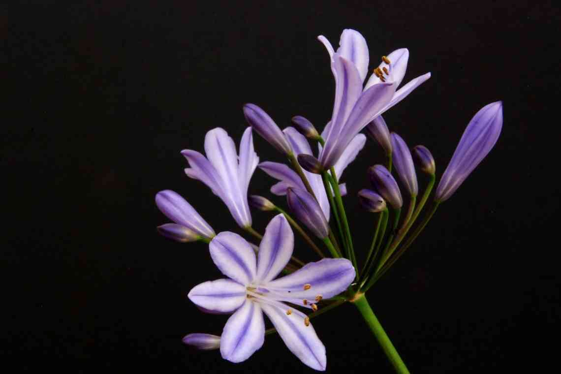 Агапантус - квітка кохання