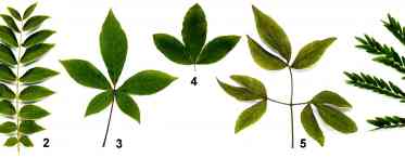 ЕхеверіяЕхеверія відноситься до сімейства товстянкові. У цієї рослини приблизно двісті видів, які в природі можна виявити в центрі півдня Америки. Всі екземпляри цієї рослини не мають стебля, а на кінчиках, де знаходяться втечі, утворюються ущільнені, зіб