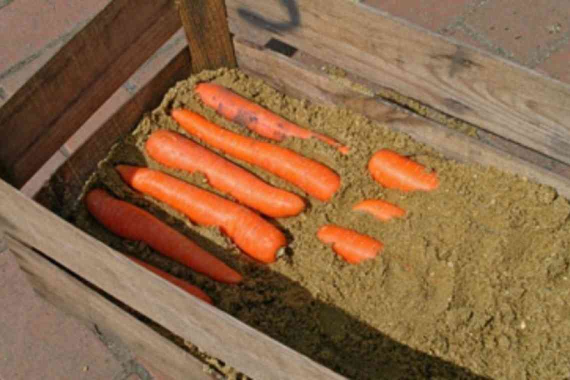 Як правильно зберігати моркву. Частина 1