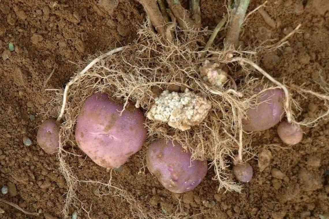 Як розпізнати хвороби картоплі? Частина 1