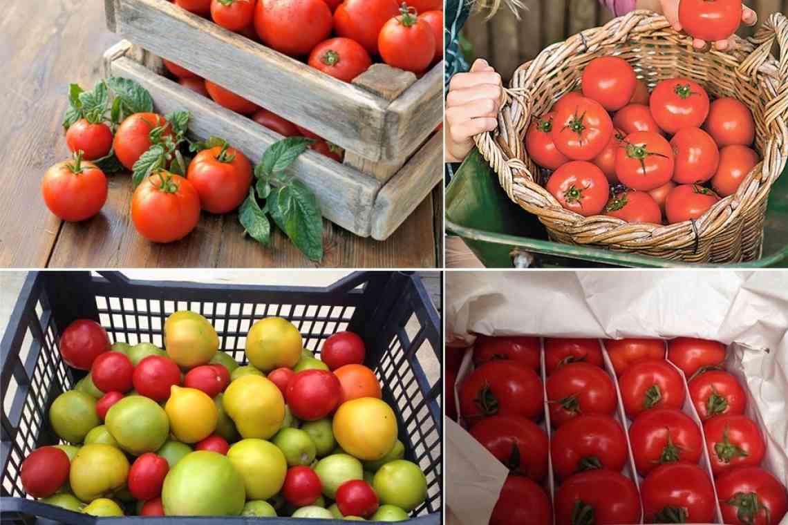 Як правильно зберігати помідори. Частина 1
