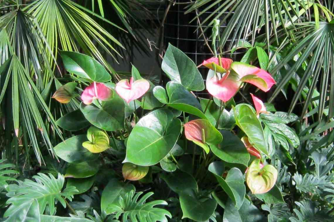 Антуріум: квітучі тропіки на підвіконні