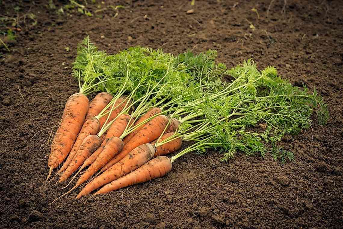 Морква: літні посіви