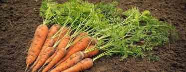 Морква: літні посіви