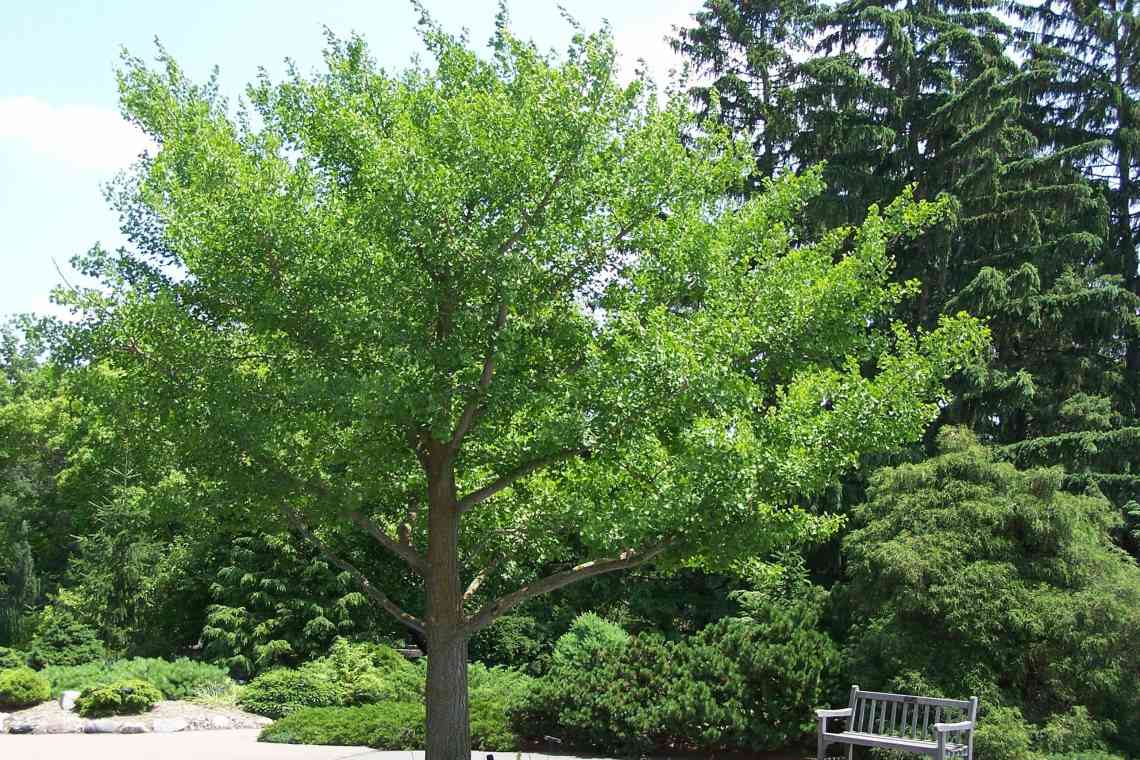 Гінкго - найдавніше дерево планети