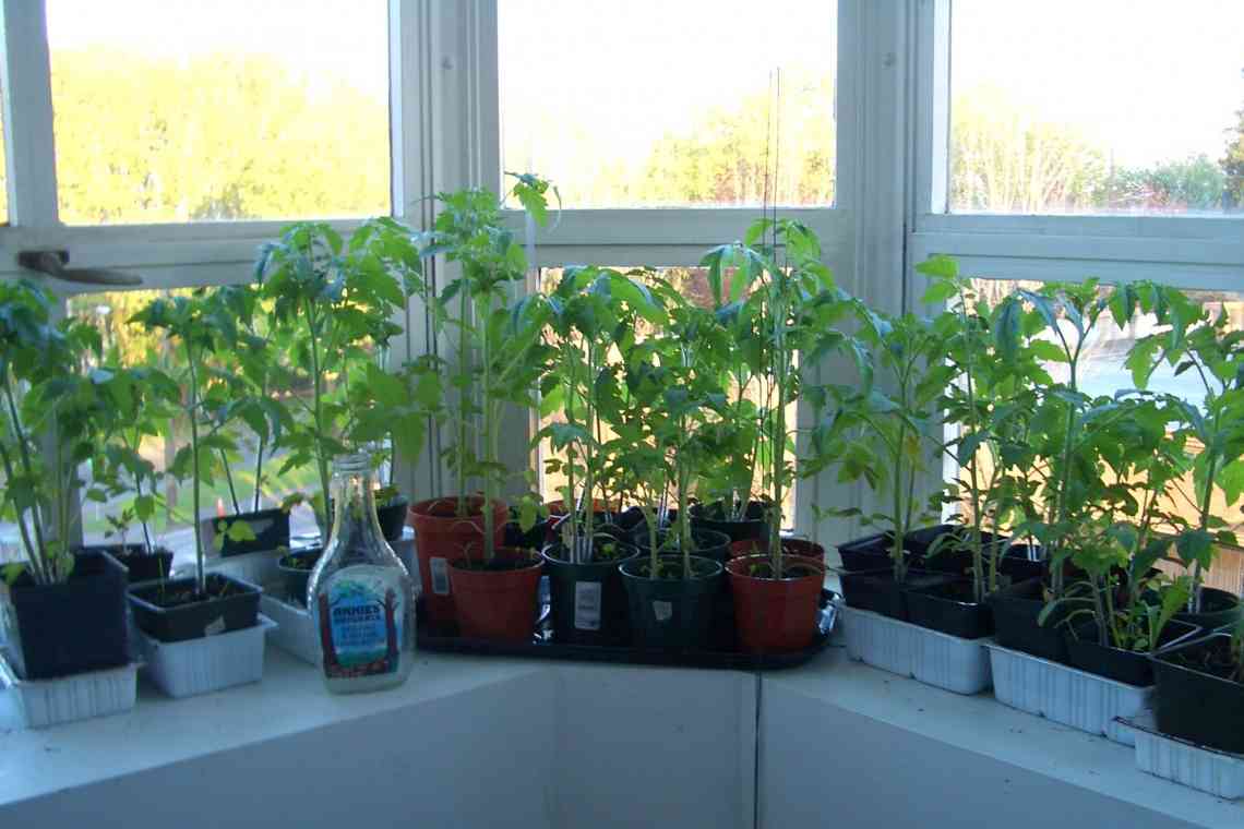 Вирощування рослин на балконі