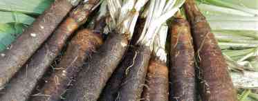 Скорцонера: як вирощувати чорну моркву?