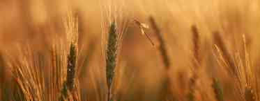 Колоситься в полі пшениця
