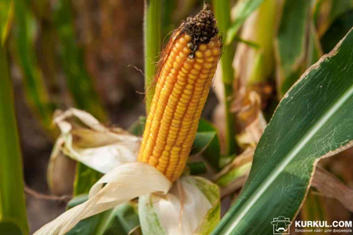 Фузаріоз початків кукурудзи