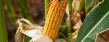 Фузаріоз початків кукурудзи