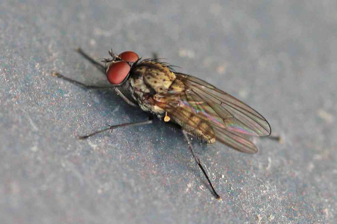 Росткова муха - ворог городника