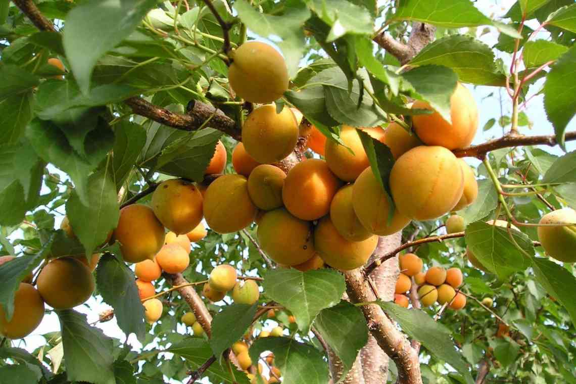 Як розпізнати хвороби абрикоса?
