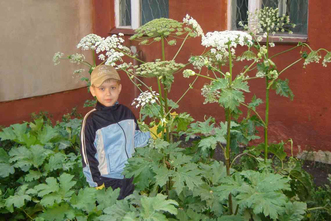 Борщовик Сосновського: небезпечний гігант