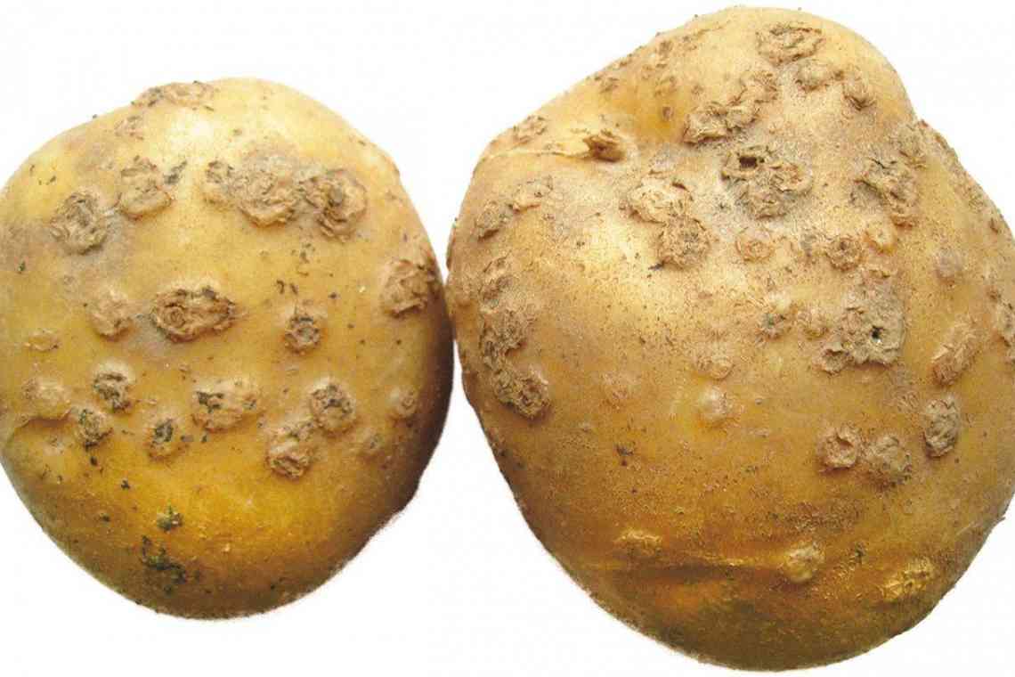Срібляста парша картоплі