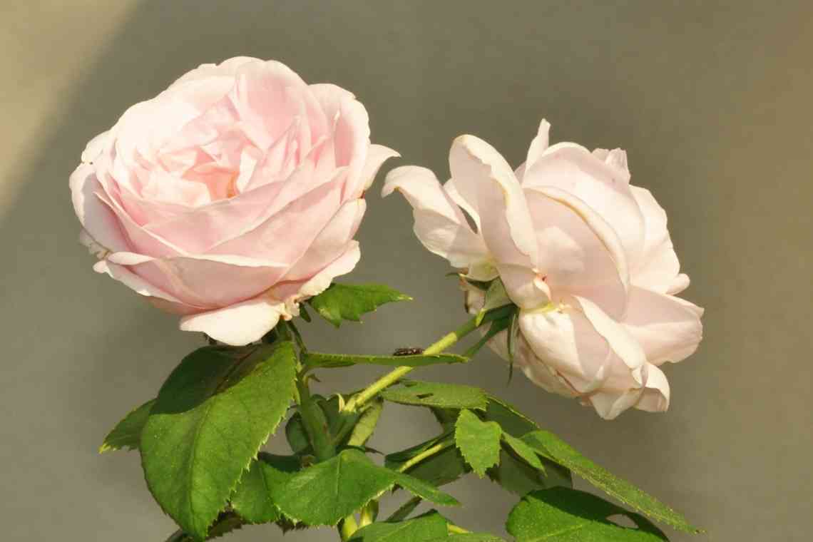 Бурбонські троянди