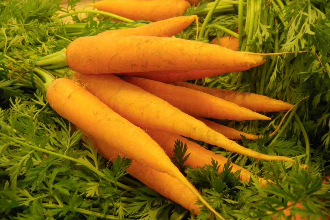 Що посадити поруч з морквиною?