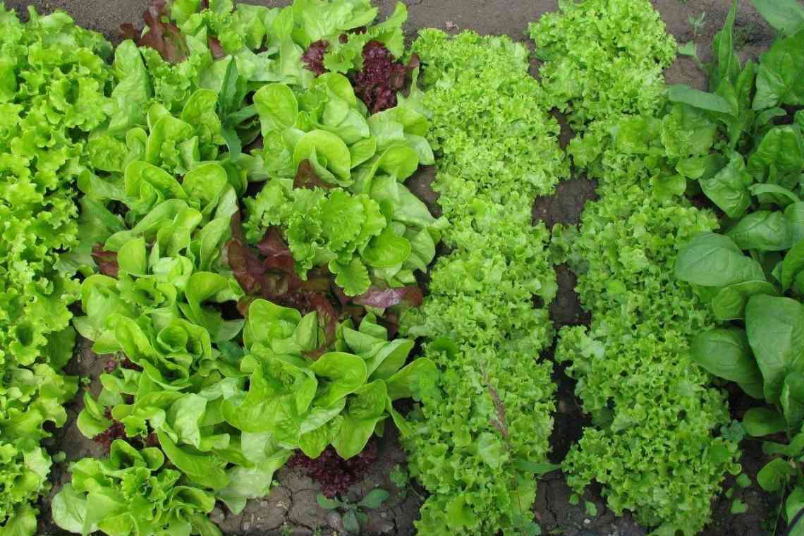 Посів салату: повторні посіви салату в середині літа
