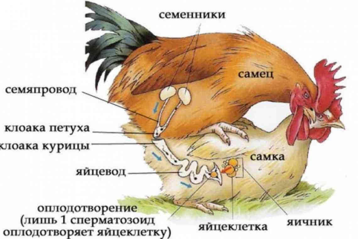 Дізнаємося як розділяти курку швидко і якісно