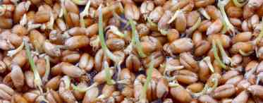 Пророщена пшениця: корисні властивості та шкода, особливості застосування та відгуки