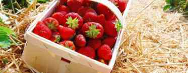 Заготовки з полуниці: свіжість літа цілий рік