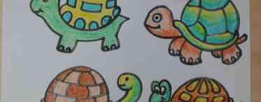 Дізнаємося як правильно намалювати черепаху: покрокова інструкція для початківців