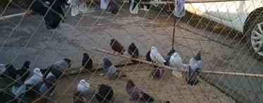 Миколаївські голуби - птахи, які цінуються в усьому світі