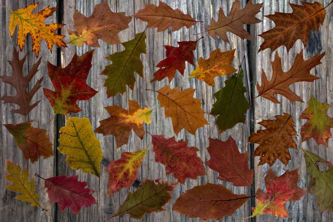 Візерунки з листя дерев - ідеї та фото