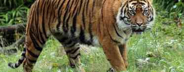 Малайський тигр: короткий опис, фото