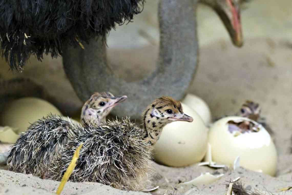 Якими бувають види страусів. Де живе і чим харчується страус? Страусине яйце