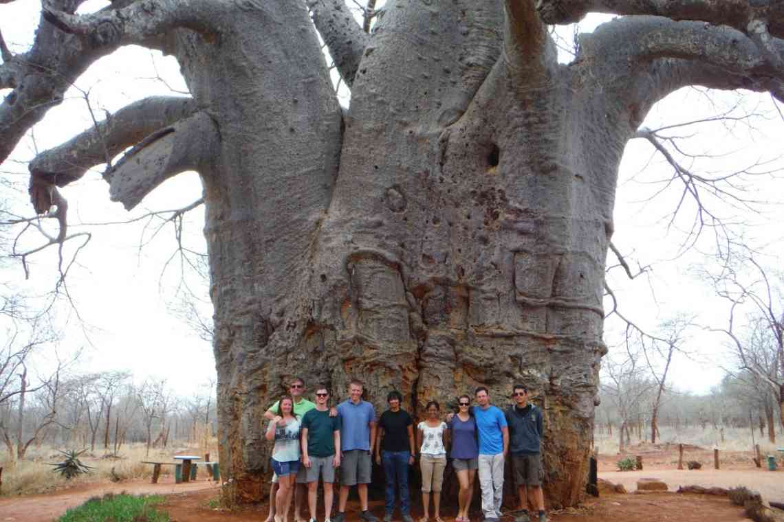 Ковбасне дерево - привіт зі спекотної Африки